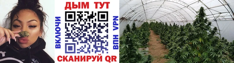 Бошки марихуана THC 21%  Реж 